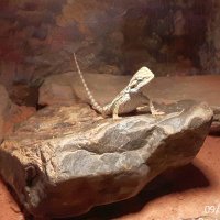 Lieblingslucker 📯 🇩🇪🖖🇺🇦 (@li3blingslucker) 's Twitter Profile Photo Lieblingslucker 📯 🇩🇪🖖🇺🇦 (@li3blingslucker) 's Twitter Profile Photo