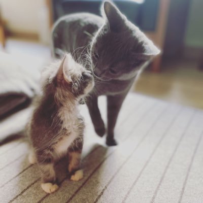 GoodChance1123's profile picture. ホロライブ（ねねち最推し）｜ ゲーム【PC】（モンハン、COD、EFT、Division）｜マンガ｜アニメ｜音楽（特にBUMP） などを好むいきもの。 よかったら仲良くしてやってください。