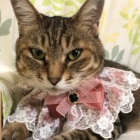 ちゃぴごん (@chapiko_magic) 's Twitter Profile
