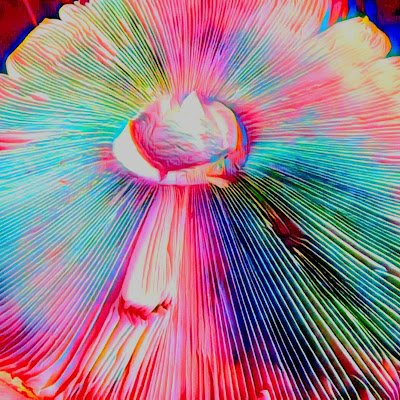 Love On Telluride Psychedelic & Healing Arts 
Microdosing Mentor
Microdosing Basics 
Growing Magic Mushrooms
Design Your Paradigm