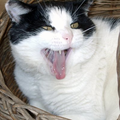 saputnam's profile picture. Writer of children’s fiction , nonfiction ,  & poetry.  Crazy cat lady  & organic gardener.  Member:  LVW (League of Vermont Writers), SCBWI, 12x12,  Storystorm