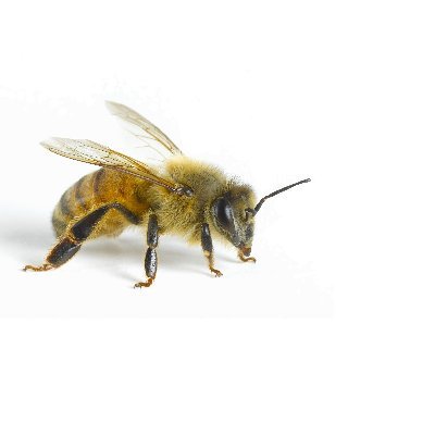 Apiary log. 7 years a beekeeper, box builder, frame shuffler, honey thief, bee pin-cushion, queen seeker. ( 📌 Lincolnshire, UK)
2 colonies.