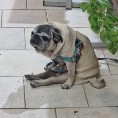 ame120703's profile picture. (he/they) candy crush pro player, cat & frog enthusiast.