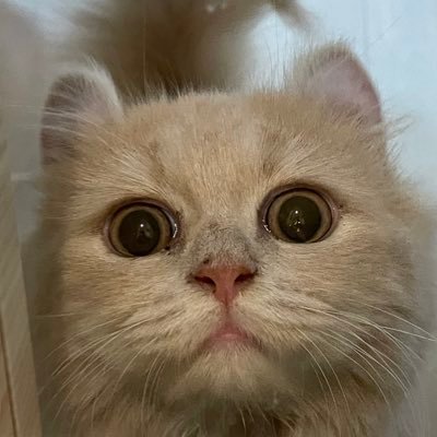 medachil's profile picture. 湘南ライフ満喫中。家の目の前は海。猫2匹と一緒に暮らしています。ミスチルファンです。ノーリスクの無料でマイニングが出来る仮想通貨pi networkに期待してます。