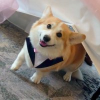 Duke_The_Corgi (@corgiduke1) 's Twitter Profile