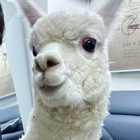 A N N A ๐ถ miss military bebe (@sidan02) 's Twitter Profile