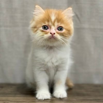 ManilaSwiss's profile picture. 