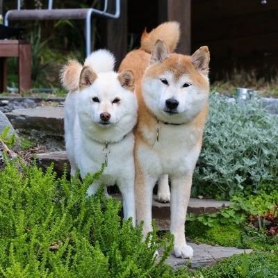 Crypto, kishu inu