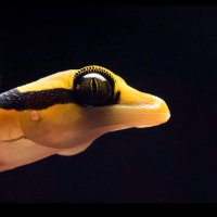 SuperHuman⚛️ (@johannes_l37930) 's Twitter Profile Photo