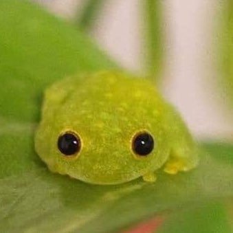it’s me pipidae ^~_~^ • • • • • • • • • • • • • • • • • • • • • welcome to my digital trauma dumpster • • • • • • • • • • • • • • • • • i luv my bf🧩🌷☘️🪷🫧