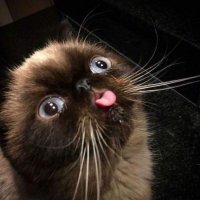Hobbes🌘 (@hobbes_osrs) 's Twitter Profile