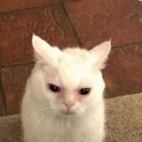caz (@cazlul) 's Twitter Profile Photo caz (@cazlul) 's Twitter Profile Photo