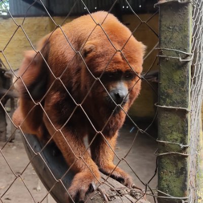 Lisvusbaakn's profile picture. 