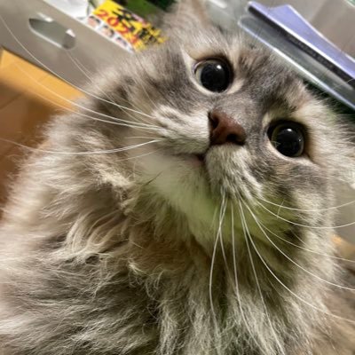 yuu_ab_ebi's profile picture. ヅカオタ🤴スー女。ヤクルトファンです⚾️