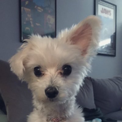 daisypawster Profile Picture