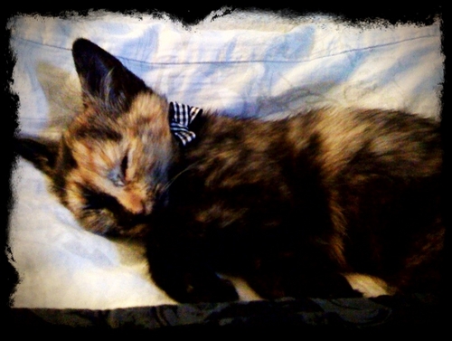 MochiMonsterZ's profile picture. •Iz Mochi•
•Iz a Torti•
•I has Snowshoe baby kitten sisfurs @JumpyGh0stface yoo follows she follows yoos back•
#LoveMyMousey #Kittens #TortishellTakeover #F4F