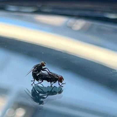 JFuick1's profile picture. tous égaux face au .308