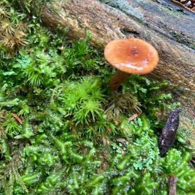 Nature photography & mushroom foraging 🍄 | Student of the natural world🌱 |