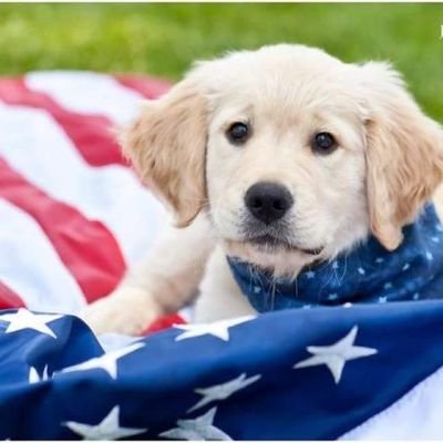 Love my dogs, America, our democracy; 🚫Trump, GOP=cult, loyal 💙, happily married, 🚫 DM 🚫 CAM #Vote💙 #SaveOurDemocracy #IStandWithUkrane