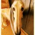 我不是三人水 (@yellowdog113) Twitter profile photo 我不是三人水 (@yellowdog113) Twitter profile photo
