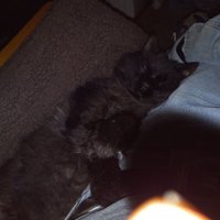 Black Cat (@tomunknown21) 's Twitter Profile Photo Black Cat (@tomunknown21) 's Twitter Profile Photo