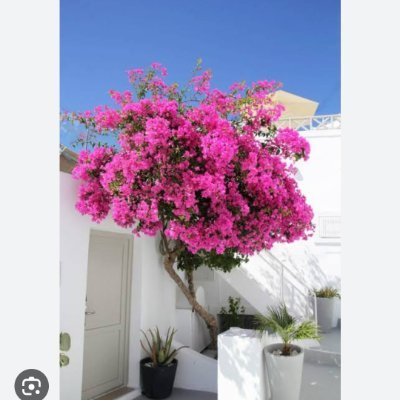 Shailen9992's profile picture. Bharat