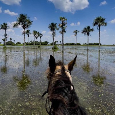 natarx's profile picture. Hincha del américa, amante de los caballos. Médica veterinaria zootecnista , de Cali ve!