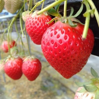 🌸好きなもの🌸
🌳薔薇🌹　
🌳フルーツ🍉🍓🍊🍎🍒🍍🍇🍑🍈🥝　
🌳かき氷🍧
🌳苺のおやつやアイス🍰🍨
🌳焼肉🍖　
🌳懸賞✨
🌳旅✈️
懸賞メインの方歓迎❤️無言フォロー失礼します☺️💕
怪しいフォローはブロックします🙏

#がくっち当選報告