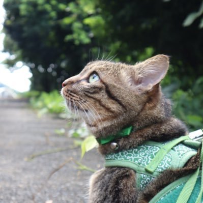 懸賞垢🎁20代✨食べること大好き！🍣🥩🍰☕️🍻バスケ🏀🏃‍♀️ スポーツ観戦⚾️ 旅行🇯🇵✈️カメラ📷猫と同居😽💕#懸賞仲間募集中 #懸賞好き #懸賞好きさんと繋がりたい #無言フォロー大歓迎 #当選報告 #チョコさんの当選報告 🐈‍⬛