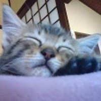 korandam (@1020_hideout) 's Twitter Profile