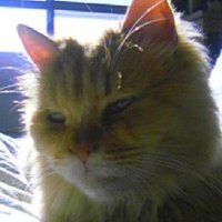 xsam1414 (@xsam1414) 's Twitter Profile Photo