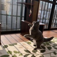 ᙏ̤̫(うさぎ) (@ama_yc) 's Twitter Profile
