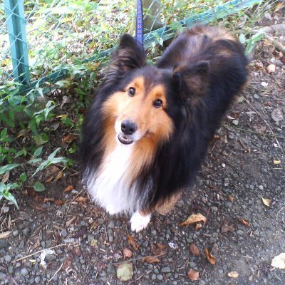 shigekit3's profile picture. 