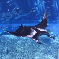 ⛩鬼糸巻 (@birostris2) 's Twitter Profile