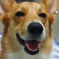 ムース (@rkppi0430) 's Twitter Profile