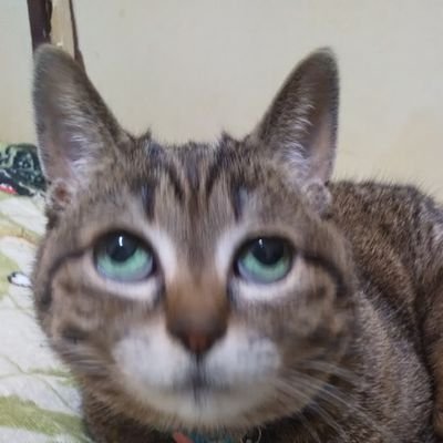 Mr_K0828's profile picture. 年齢20↑/保育士/生徒会経験者：元体育委員長、元書記長/趣味：音楽、ゲーム、カラオケ、ロジック、ナンプレ/バイト経験：元セコマ（約5年半）/習い事：夏…太鼓、冬…百人一首/部活経験者：元卓球部（元部長）/やってるゲーム：#モンスト、#パズドラ、#バンドリ、#東ロワ、#プロセカ、#D4DJ