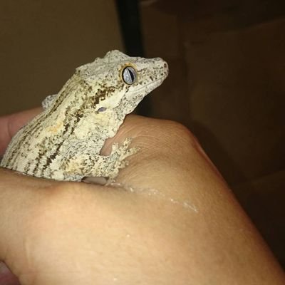 某ワタゾーさんのプロフィール画像
