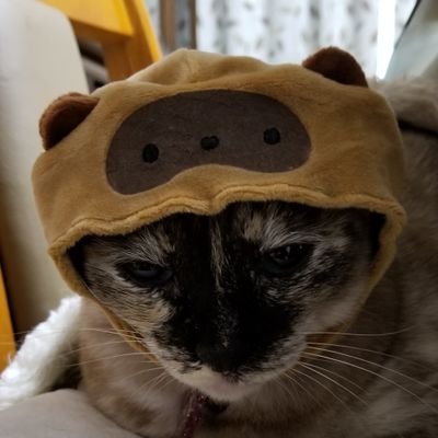 luna0903's profile picture. 懸賞応募メインです。
副業・エロ垢NG
速ブロックしますm(__)m
友達を募集している訳では　ありませんので基本フォロバしませんしブロックしますm(__)m