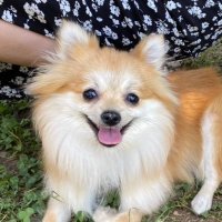 ワンコロモチ (@digerbeyond) 's Twitter Profile Photo ワンコロモチ (@digerbeyond) 's Twitter Profile Photo