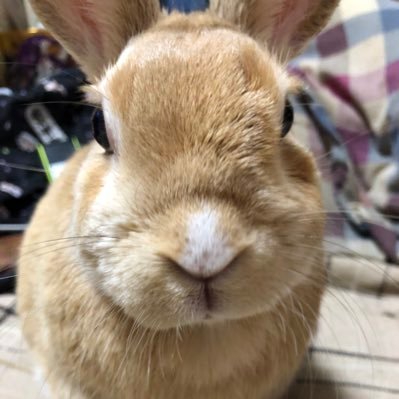 BBさんのプロフィール画像