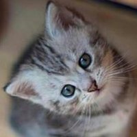 sayaka2003 (@sayaka20033) 's Twitter Profile