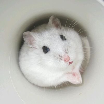 hamu1_hamu2_'s profile picture. 我が家のハムスターの観察記。 「みお」2025.10.30お迎えしたジャンガリアンハムスター（ノーマル）の女の子がいます。アイコンは名前の由来「特価三郎(とく)♂」です。