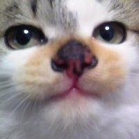 308(猫の人) (@ape_zodiac) 's Twitter Profile