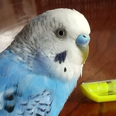 グランサガ　ラルゴ　石毛翔弥　サイン色紙 Amazon.co.jp: グランサガ ラルゴ 石毛翔弥 サイン色紙 : 文房具