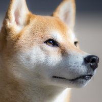 kasumi (@kasumisan777) Twitter profile photo