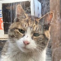 はっちゃん🙆‍♂️8964 (@hachiware7730) 's Twitter Profile Photo