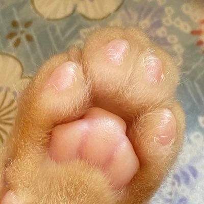 VinsViz's profile picture. 