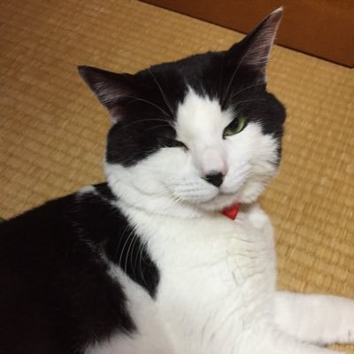 酒☆猫さんのプロフィール画像