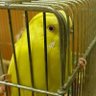 S1p4tWzIVmmv8Jh's profile picture. 鳥好きです🐤懸賞応募が趣味(鳥好きさん、懸賞垢さんの無言フォローok)です🎁懸賞が当たったら報告します(でも、ズボラな性格です)！起業や副業に興味無し！フォロワーさん増やし中。良かったら見て下さい→　　#東の当選報告