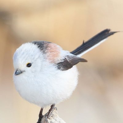 るみあ⇔優那Я ⏳さんのプロフィール画像